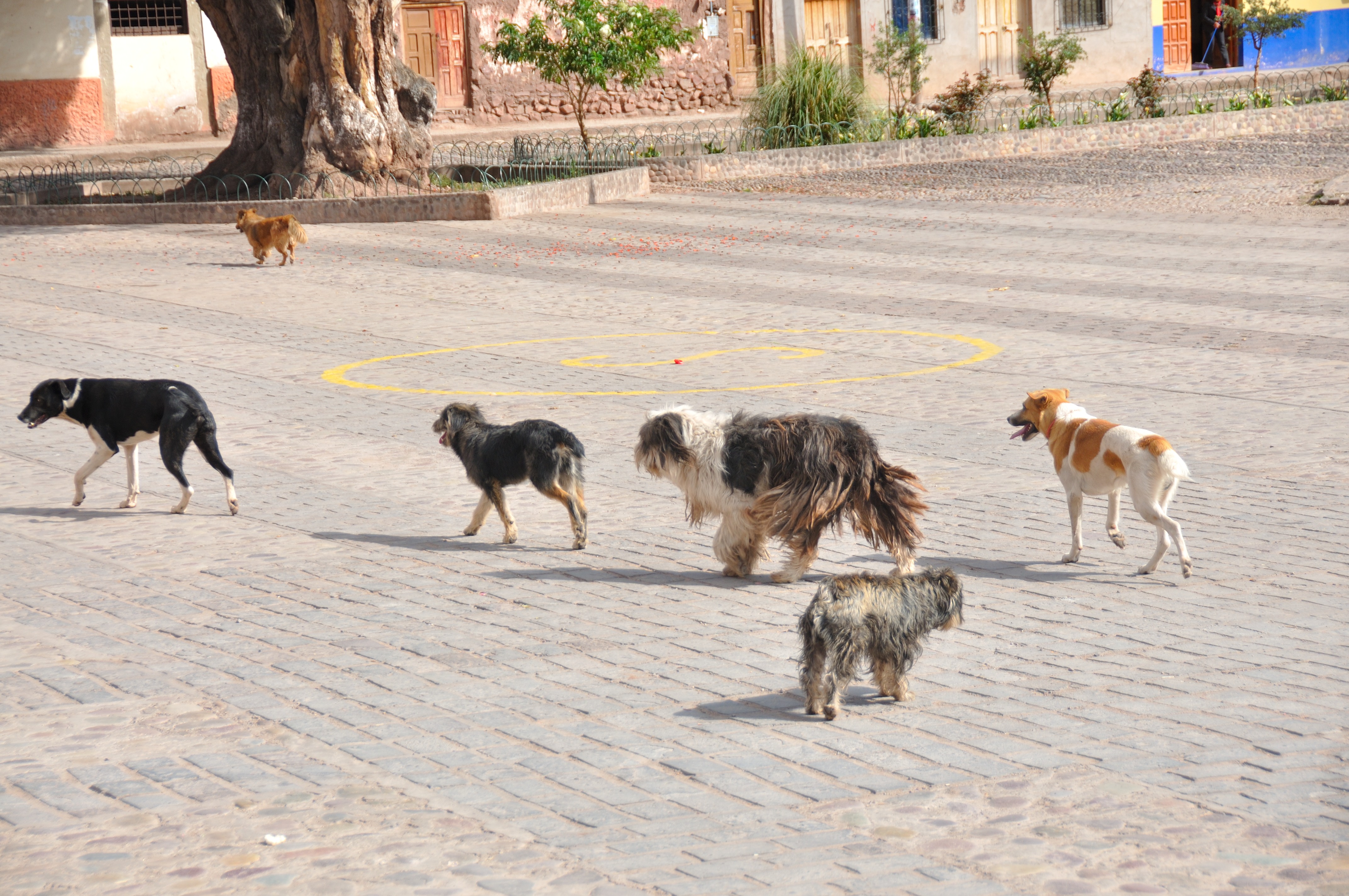 Cusco_DOgs