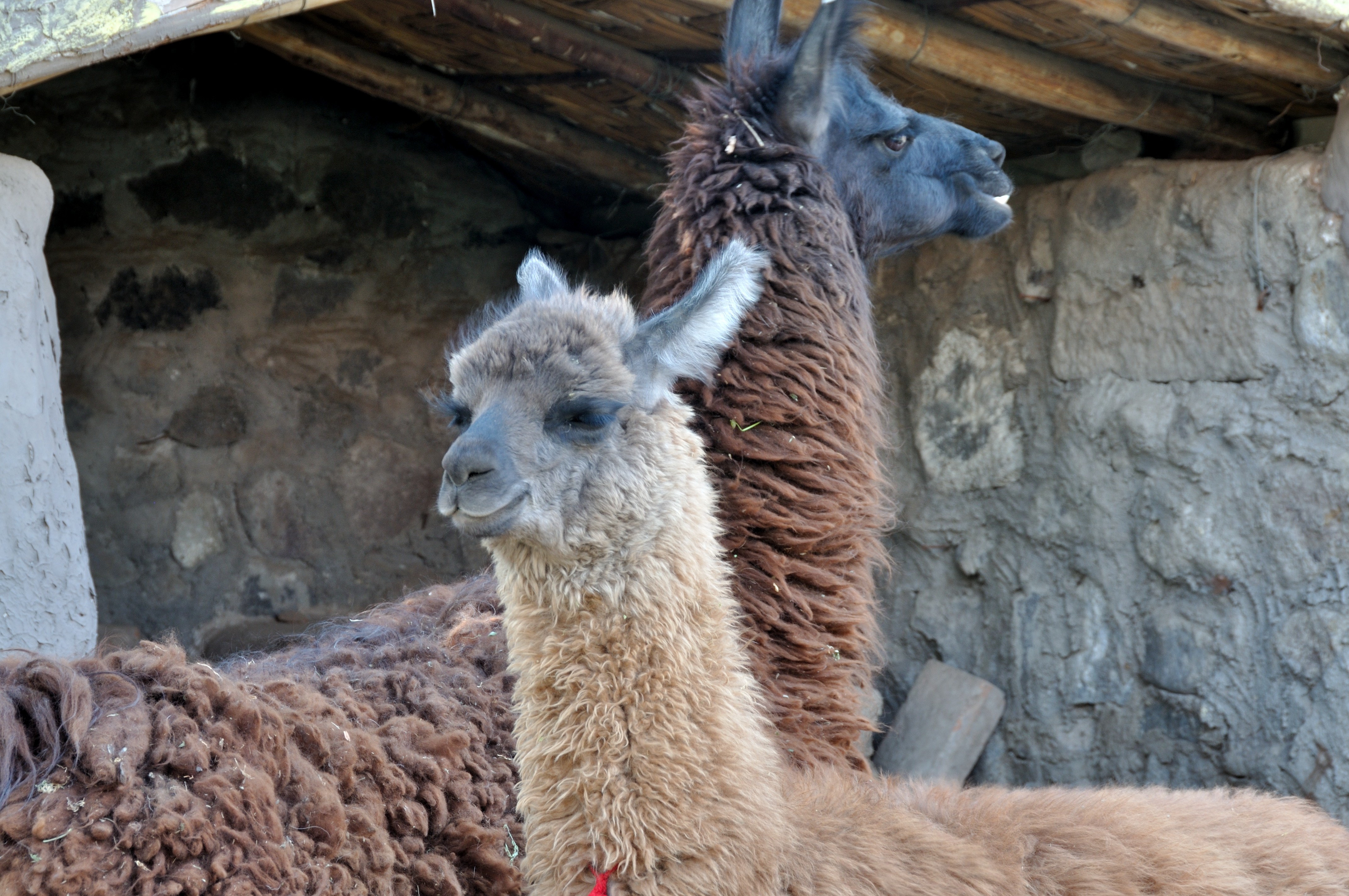 Peru-llamas