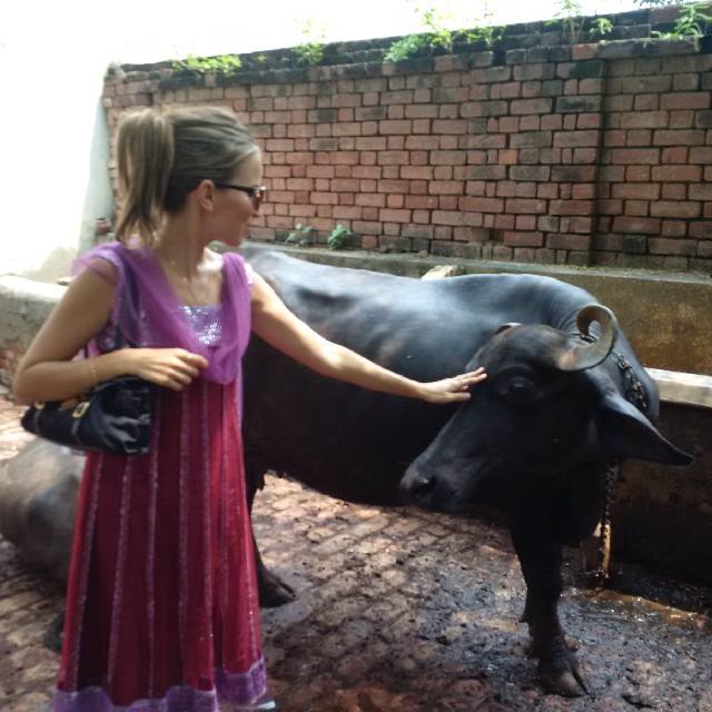 playing with buffaloes