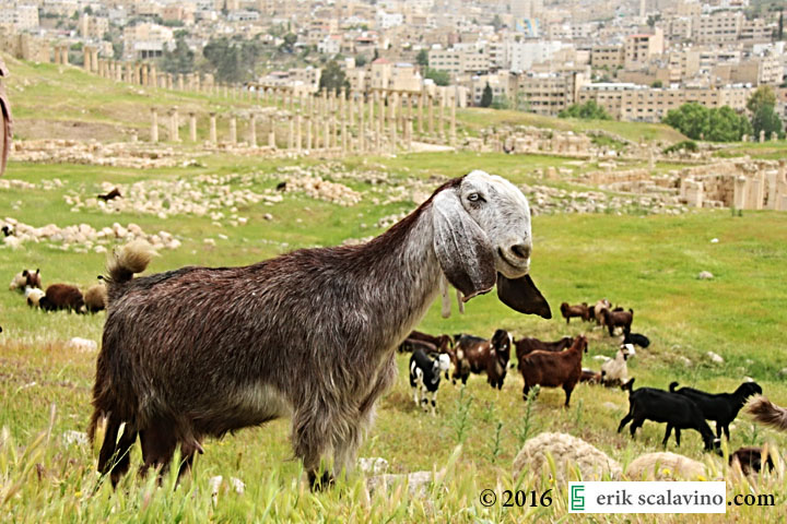 Jerash happy goat_web