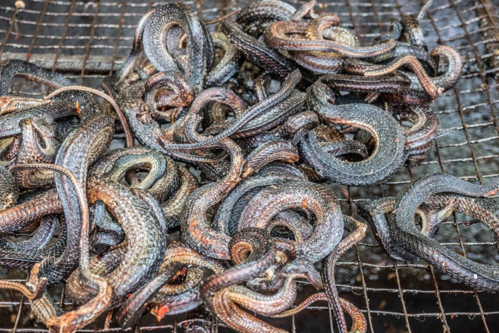 Battambang-snakes-5472×3648