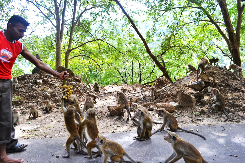 Smithsonian Primate Research Station