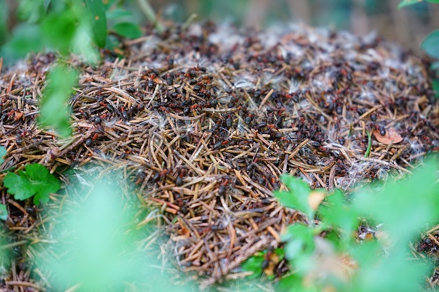 forest-ant-hill-474360_640