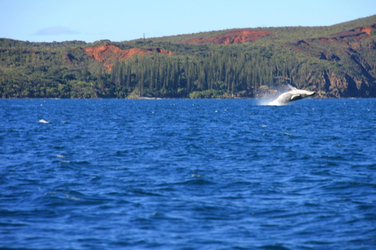 newcaledonianature