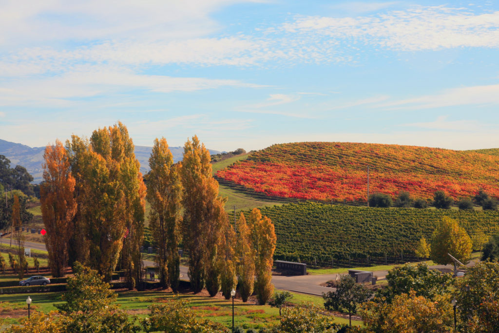 fall_in_napa_valley