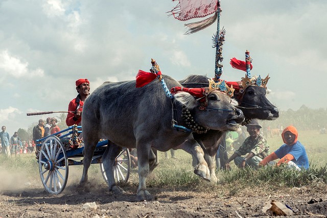 cow-racing