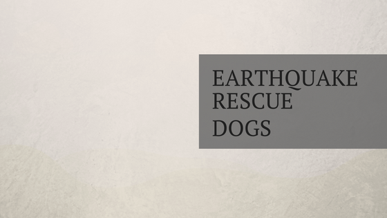 The Amazing Work of Earthquake Rescue Dogs