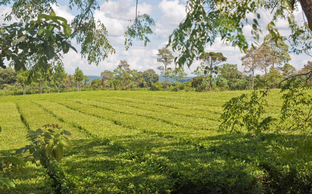 Champs de Mate en Argentine- Creative commons Flickr Phillip Capper