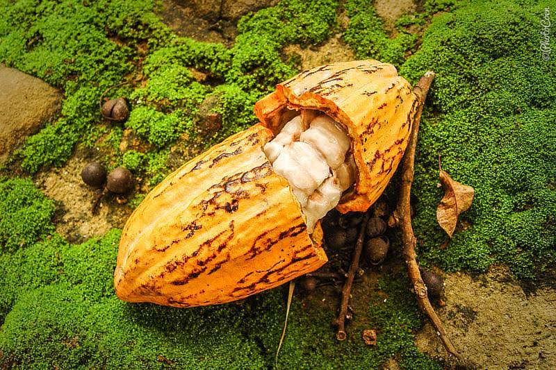 cacao bean