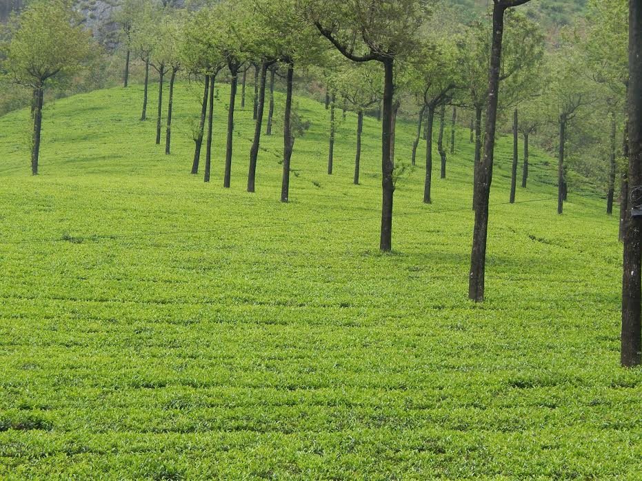 Tea Estate MTCR Munnar