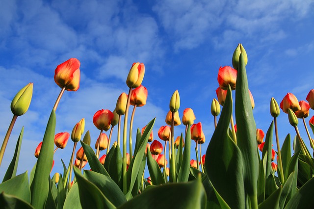 tulips-21598_640