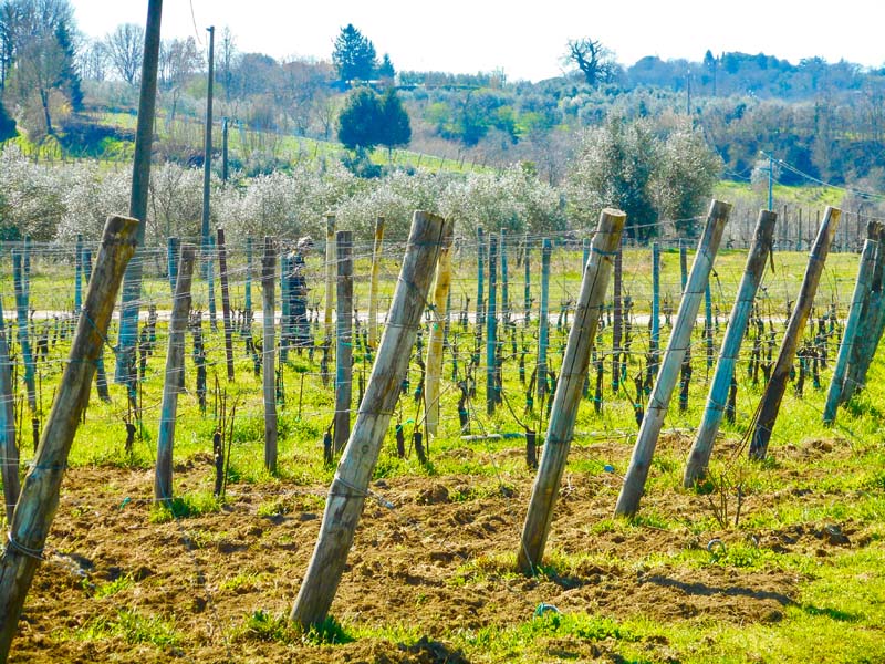 WineryFields
