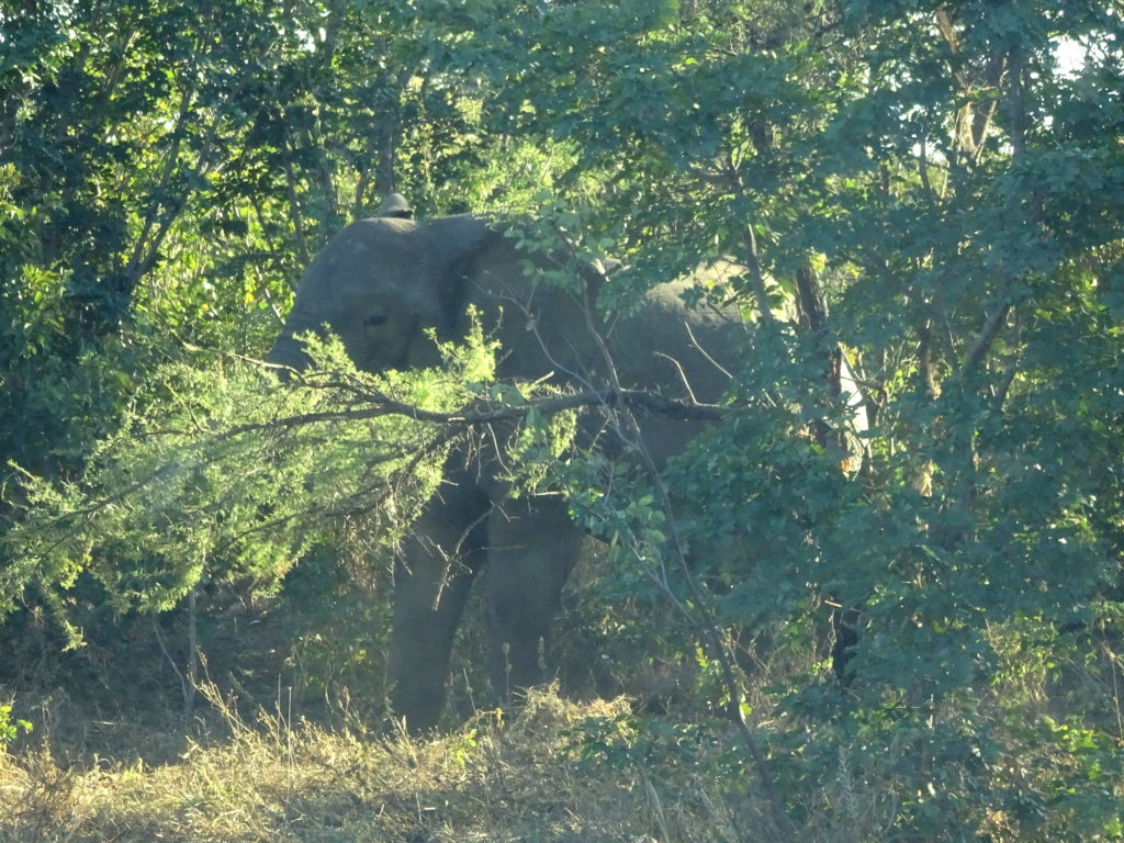 Elephant on the road