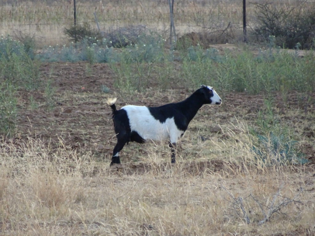 Goat