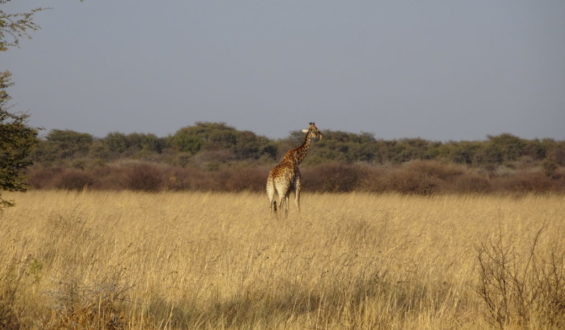 Traveling Around Botswana Like a Local