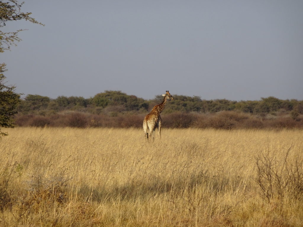 Traveling Around Botswana Like a Local