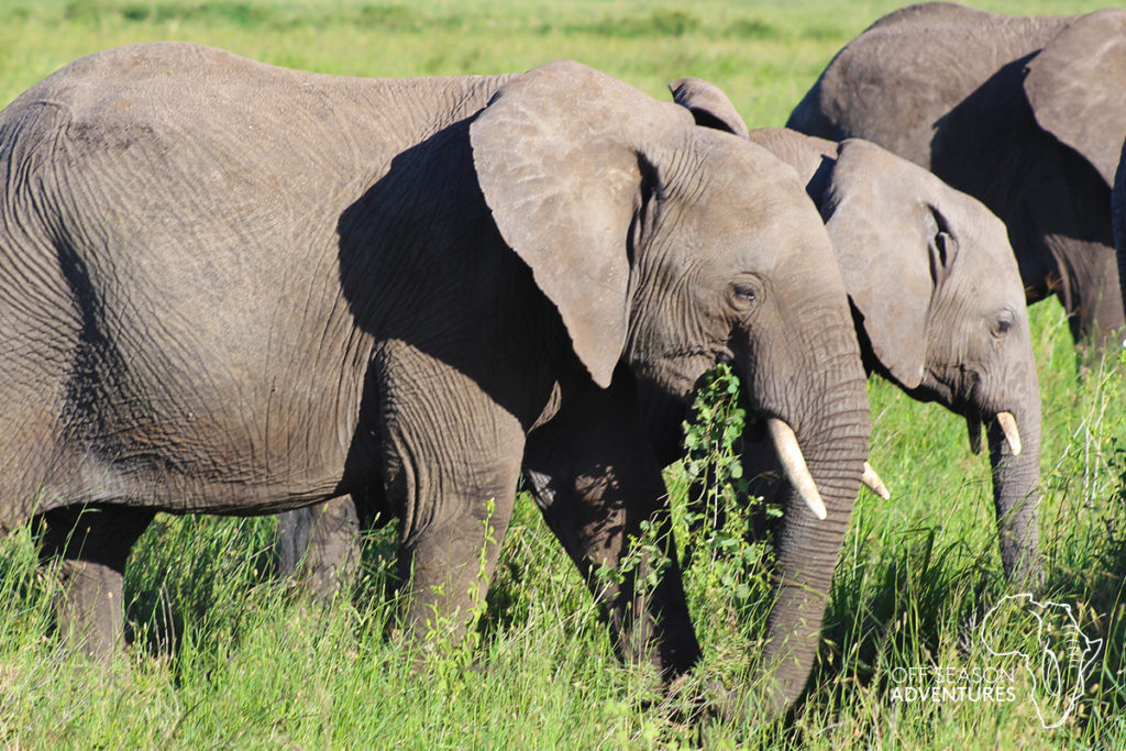 WildlifeWed_Serengeti_2