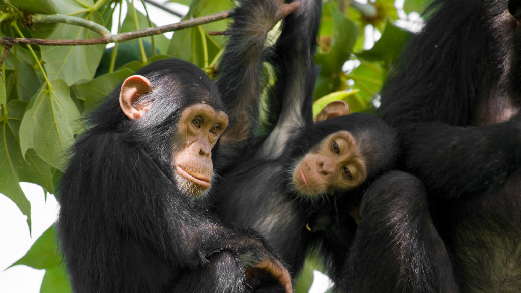 chimpanzee