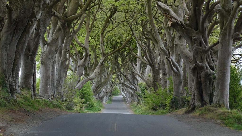 The Dark Hedges