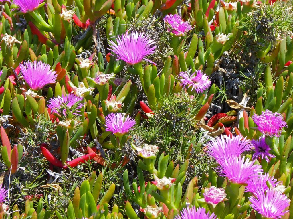 CSIRO_ScienceImage_11253_Wildflowers_on_Rottnest_Island_Western_Australia