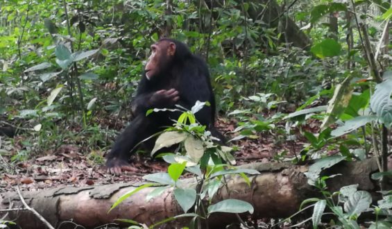 Chimpanzee Trekking in Uganda