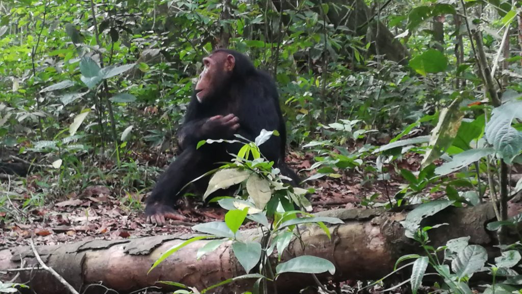 Chimpanzee Trekking in Uganda